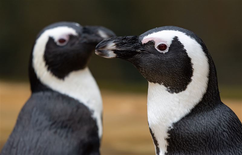 Ukázka z našeho cateringu 2